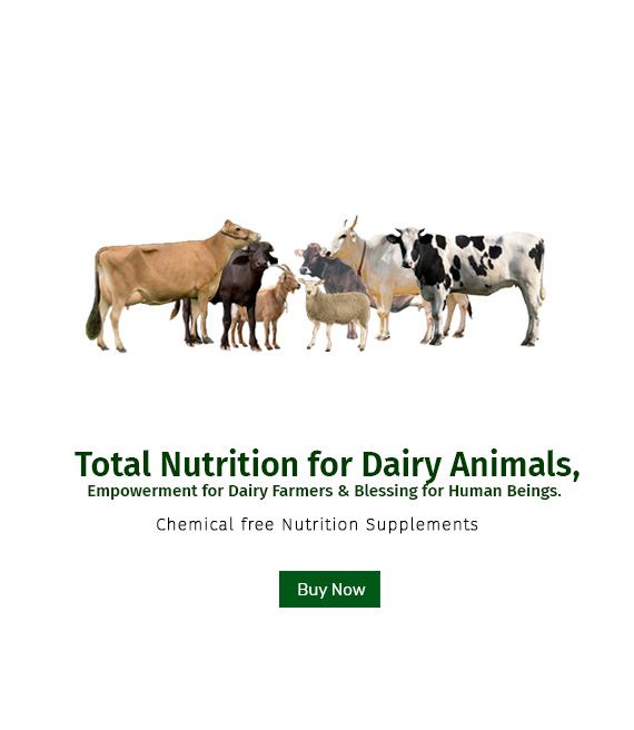 Total Nutrition for Dairy Animals | Curewell Homoeo Pharmacy