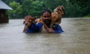FLOOD AND ANIMAL CARE